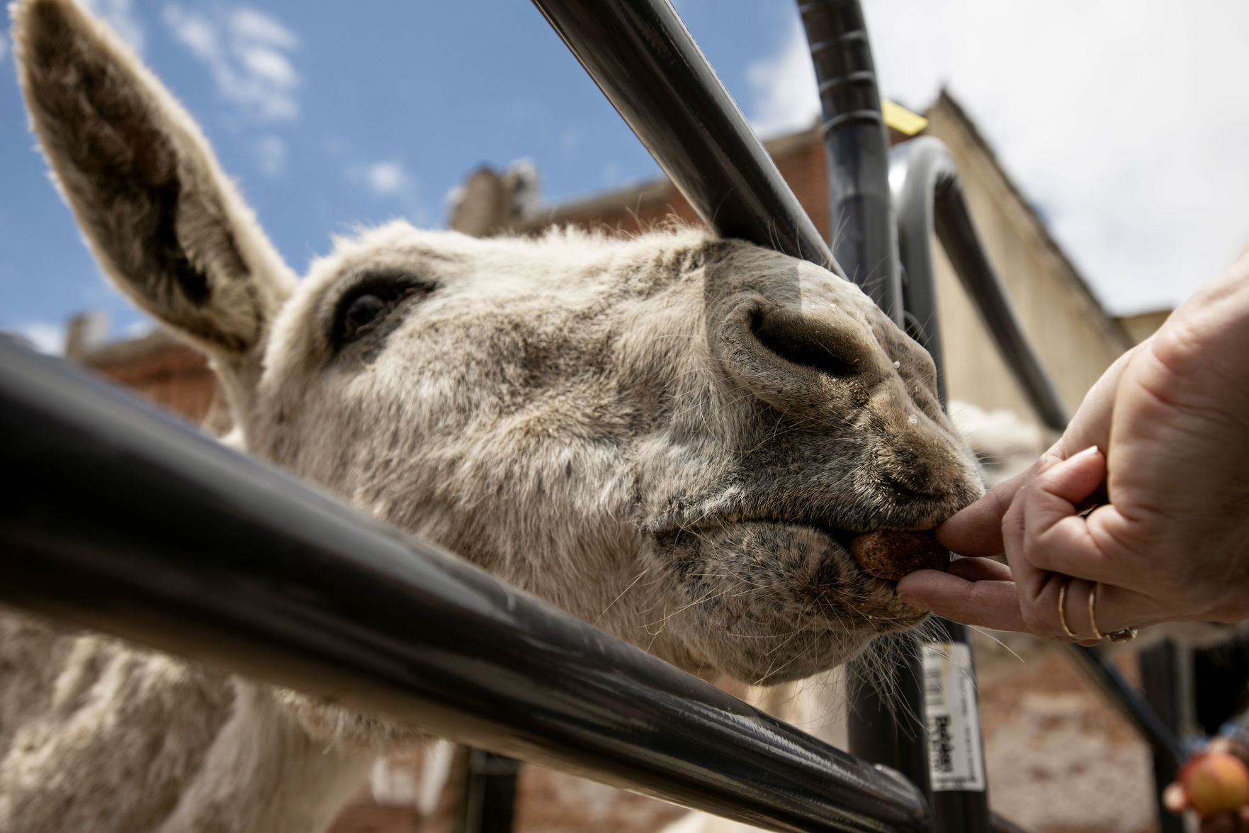 062419-news-DonkeyDerby 15.jpg